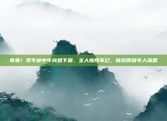 奇景！卖牛途中牛突然下跪，主人惊愕不已，背后原因令人深思